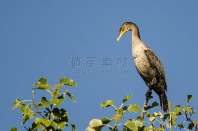 双冠鸬鹚,幼小动物,高大的,自然,野生动物,美国,水平画幅,橙色,鸟类,野外动物
