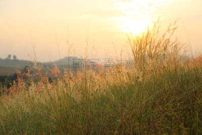 Field of Melinis Repens in the morning