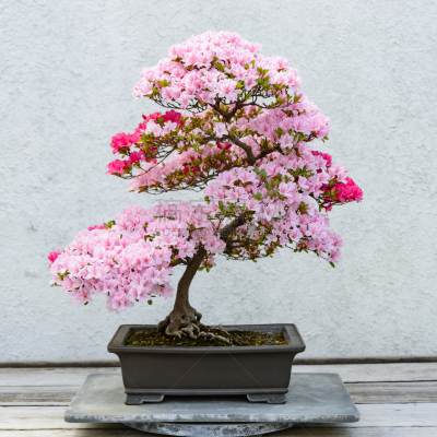盆景,杜鹃花,花朵,艺术,无人,古老的,泥土,室内植物,植物,彩色图片