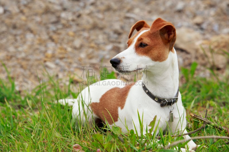 杰克拉瑟短腿犬,狗,梅花j,骄纵宠物,宠物项圈,褐色,水平画幅,进行中,梗犬,夏天