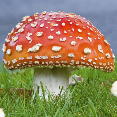 鹅膏菌,蘑菇,伞形毒菌,红色,植物茎,白色,绿色,彩色图片,无人,斑点