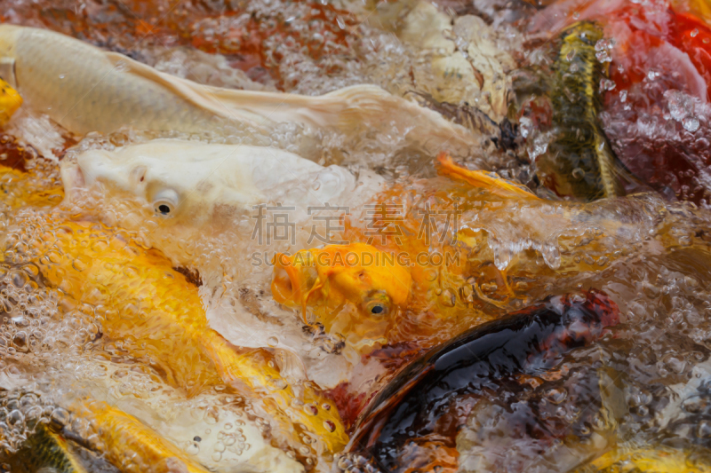 池塘,鲤鱼,特写,锦鲤,金鱼,自然,水平画幅,无人,日本,有机食品