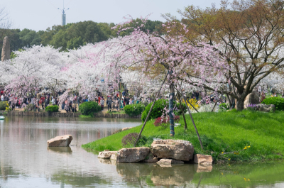 充满的,大量物体,公园,园林,樱之花,热,池塘,中国,植物,户外