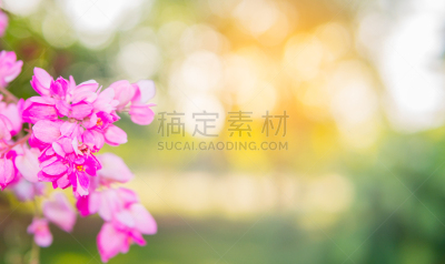 有蔓植物,粉色,风景,布希曼族,自然美,运动模糊,光,背景虚化,美,蓝花藤