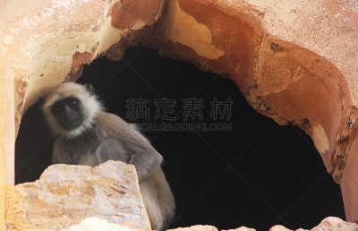 叶猴,要塞,印度,本迪,进行中,野生动物,水平画幅,山,建筑,宫殿