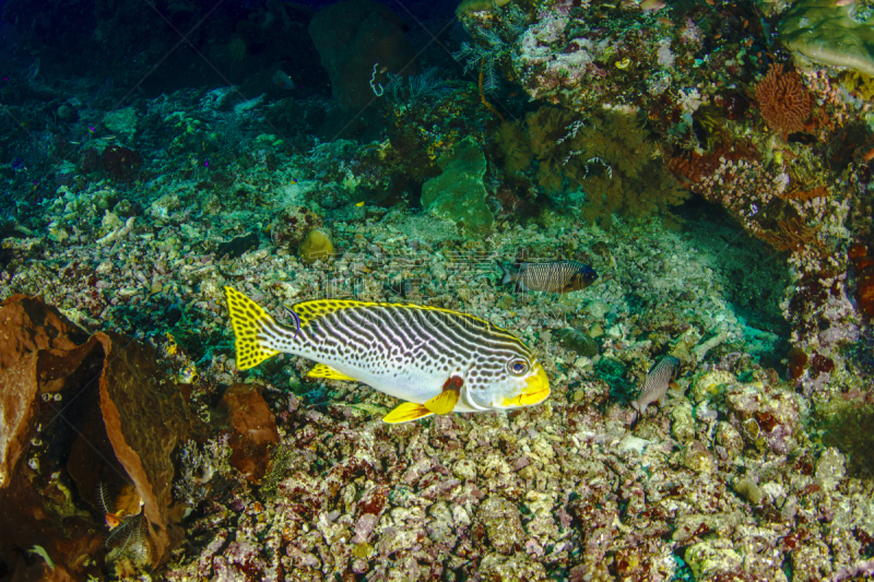 oriental sweetlips,鸡仔鱼,indopacific ocean,硬珊瑚,水平画幅,水下,野外动物,动物鳍,礁石,热带气候