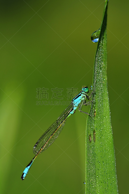 豆娘,蜻蜓,蓝色,秀丽隐杆线虫,自然美,垂直画幅,水,美,窄翅蜻蛉,动物身体部位