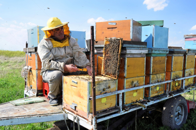 田地,蜜蜂,芸苔,春天,beekeeper,天空,半身像,水平画幅,拖车,板条箱
