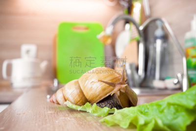 巨大的,巨型非洲陆地蜗牛,蜗牛,黑鸭,蛤,泥泞的,水平画幅,生物,无人,爬