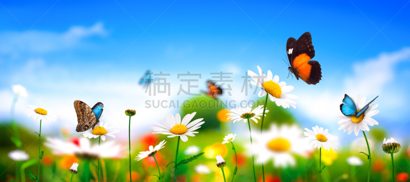 蝴蝶,草地,春天,草蜻蛉蝶,蓝色闪光蝶,天空,水平画幅,无人,户外,植物