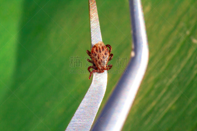 脑炎,莱姆病,病毒,免疫系统,白色,蓝色,脑膜炎,传染病,有毒生物体,危险