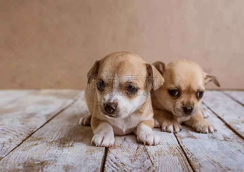 小狗 木制 背景 褐色 纯种犬 水平画幅 小的 可爱的 无人图片素材下载 稿定素材
