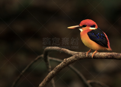黑色,翠鸟,停车楼,自然,美,机敏,野生动物,水平画幅,橙色,蓝色