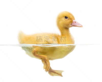 小鸭子,数字7,过时的,白色,分离着色,动物主题,背景分离,法国,脊椎动物,一只动物