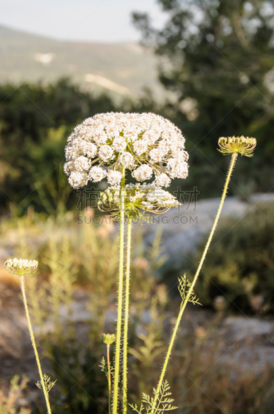 queen annes lace,野胡萝卜花,垂直画幅,六月,胡萝卜,边框,纹理效果,形状,无人,夏天