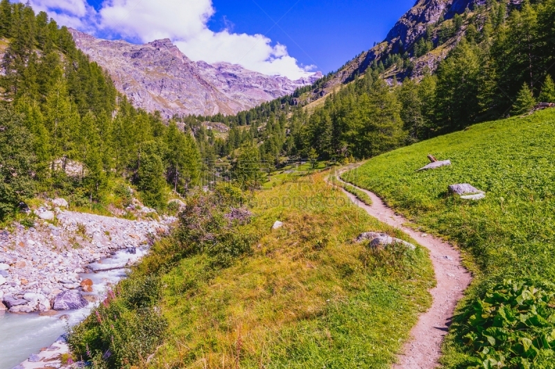 森林,莫堤玫瑰山,徒步旅行,格雷索,山谷市,小路,运动,瑞士阿尔卑斯山,奥斯塔山谷,松树