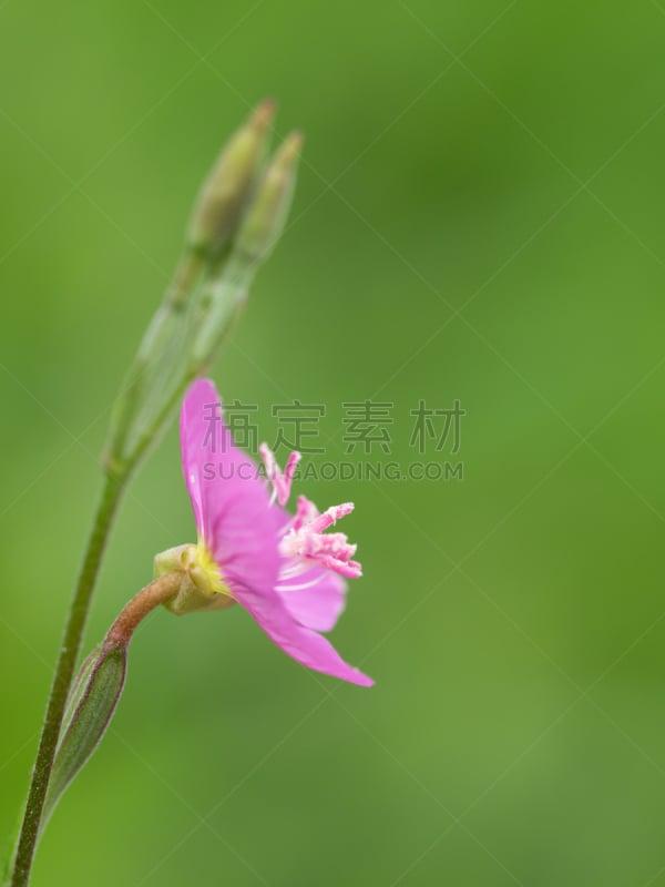 小的,仅一朵花,田地,玫瑰,夜来香,墨西哥夜来香,蜀葵,垂直画幅,草原,绿色