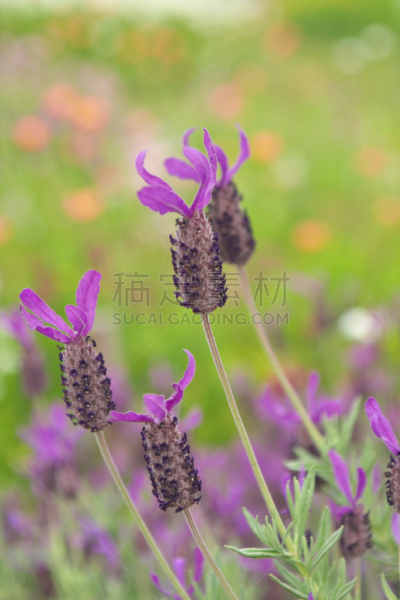 仅一朵花,垂直画幅,无人,东京,日本,江东区,特写,摄影,花