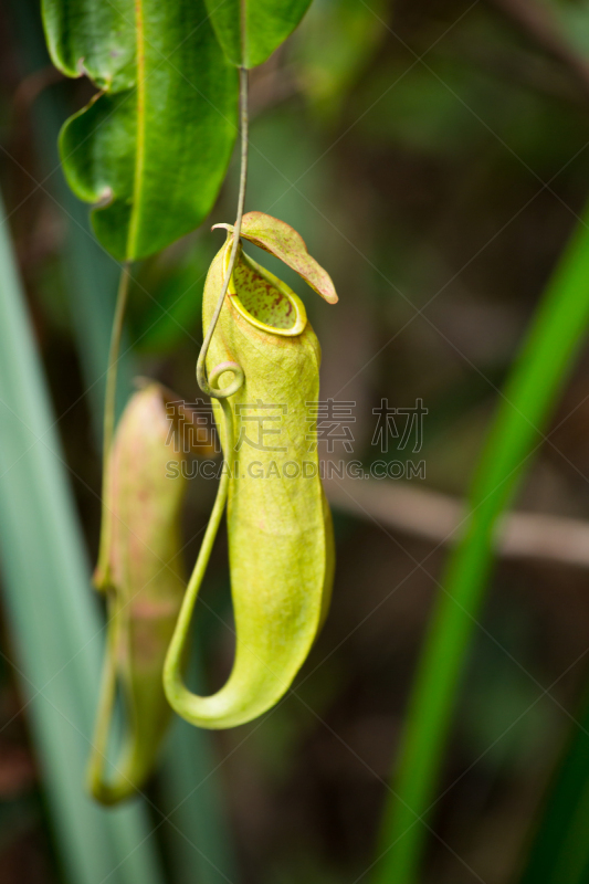 肉食植物,自然,垂直画幅,生物,无人,婆罗洲岛,热带雨林,户外,泰国,茅膏菜