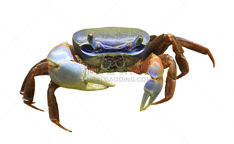 螃蟹,无脊椎动物,水平画幅,蓝色,海产,雌性动物,2015年,水生动植物,动物,甲壳动物