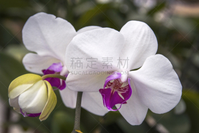 兰花,特写,照片,背景分离,华贵,热带气候,植物,雨林,印度尼西亚,庭院