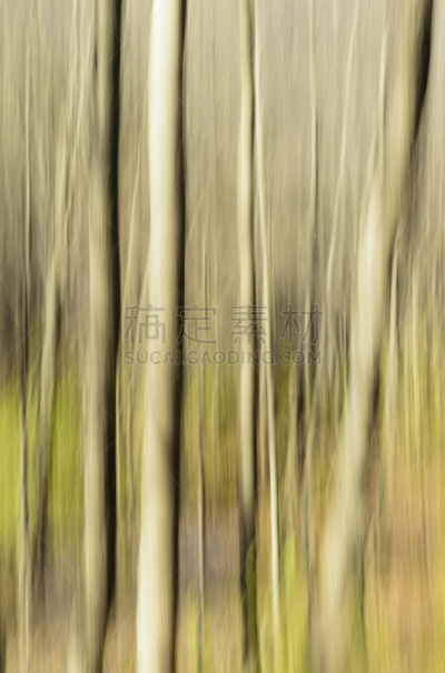 秋天,抽象,树林,杜佩奇县,美术效果,自然,垂直画幅,褐色,绿色,无人
