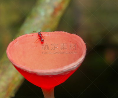 蘑菇,盘菌科,曼谷,水平画幅,无人,泥土,森林,草,特写,泰国