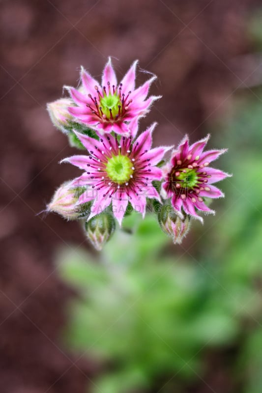 鲜花盛开,长生草属,自然,垂直画幅,留白,美国,绿色,无人,夏天,户外