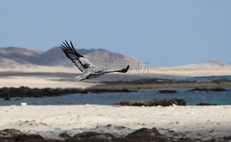 egyptian vulture,三只动物,野生动物,水平画幅,地形,无人,秃鹰,野外动物,户外,翅膀