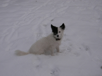 狗,爱尔兰猎狼犬,警犬,刚毛小猛犬,澳洲野狗,北京犬,獒,柯利牧羊犬,贵宾犬,杂种狗