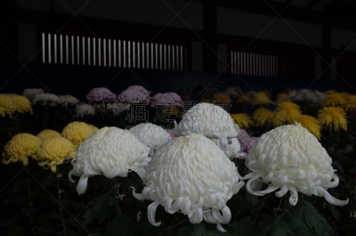 白色,菊花,传统,清新,仅一朵花,枝繁叶茂,自然美,植物,户外,日本