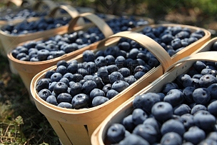 蓝莓,清新,篮子,北蓝越橘,有机农庄,农场,越橘,选择对焦,水平画幅,无人