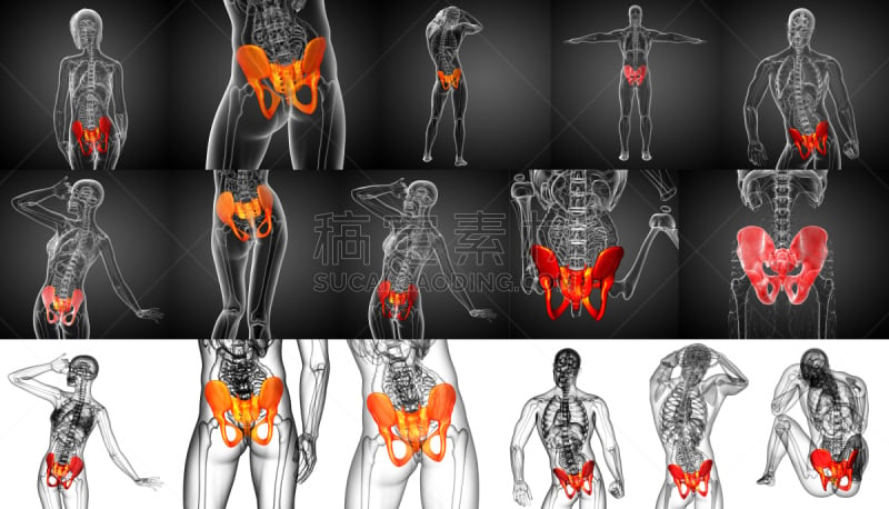 骨盆,健康保健,三维图形,骨骼,绘画插图,股骨,软骨,人体子宫,人类骨架,水平画幅
