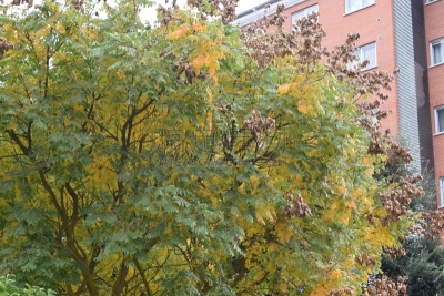 森林,公园,在之间,天空,旅游目的地,水平画幅,无人,户外,城市,反差