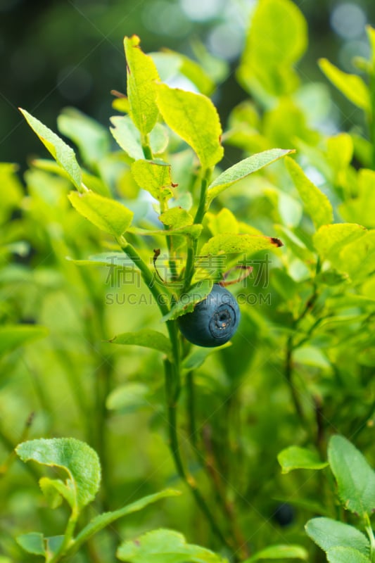 蓝莓,野生植物,森林,垂直画幅,无人,维生素,夏天,组物体,越橘,农作物