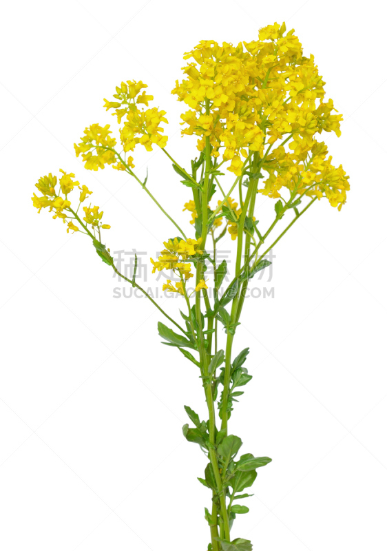 碎米荠属植物,油菜花,水芹,野生植物,油菜科,十字花科,植物茎,花束,草,花