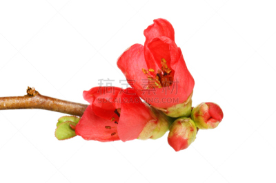 皱皮木瓜,温柏,雄蕊,水平画幅,无人,特写,花蕾,植物,英国,植物学