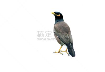 家八哥,分离着色,白色,洛克希德三星飞机,自然,褐色,新的,水平画幅,银行,鸟类