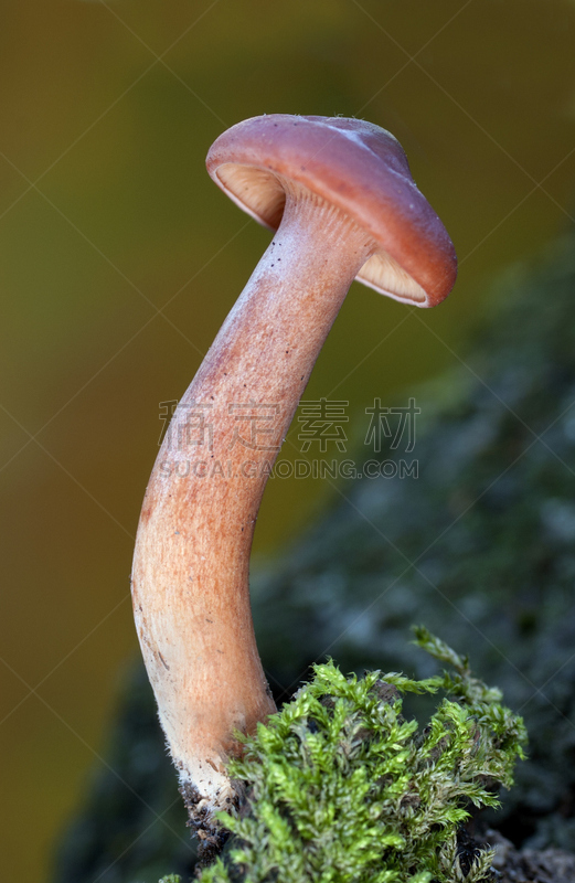 秋天,蘑菇,菌丝,牛肝菌,垂直画幅,褐色,素食,苔藓,膳食,户外