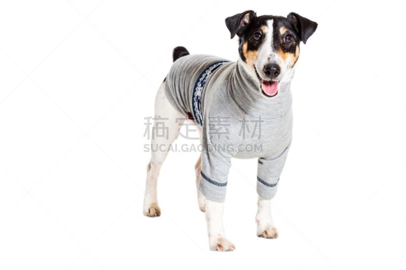 福克斯猎狐犬,工作室,分离着色,白色背景,摆拍,正装照片,喜剧演员,狐狸,正面视角,美