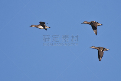 三只动物,青绿色,绿翼水鸭,天空,自然,褐色,野生动物,水平画幅,绿色,鸟类