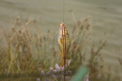 鱼类,酸,清新,渔业,鱼肝油,食品,零售展示,餐馆,动物,海鱼