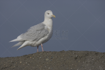 北极鸥,绿灰色翼海鸥,自然,野生动物,图像,海洋,野外动物,动物,海鸥,鸟类
