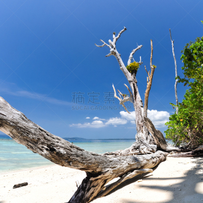 海滩,岛,印度,象,安达曼海,哈弗洛克岛,水平画幅,沙子,无人,阴影
