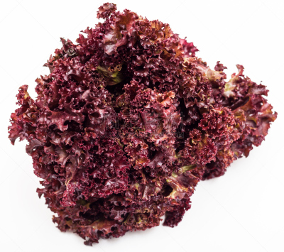 白色,lollo rosso,红散叶莴苣,水平画幅,枝繁叶茂,膳食,草,农作物,莴苣,清新
