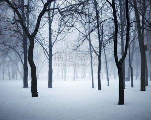 雪,早晨,怪异,树林,白色,冬天,秘密,雾,自然,地形