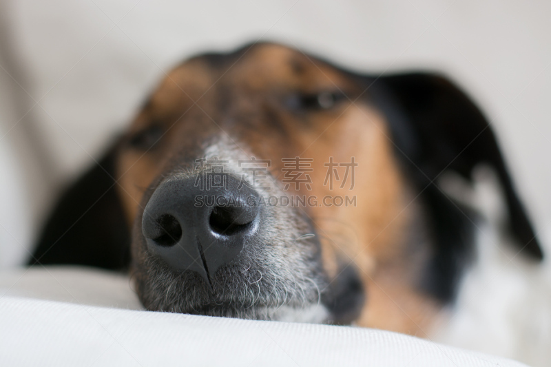 动物鼻子,狗,福克斯猎狐犬,杰克拉瑟短腿犬,水平画幅,可爱的,梗犬,下班后,友谊,室内