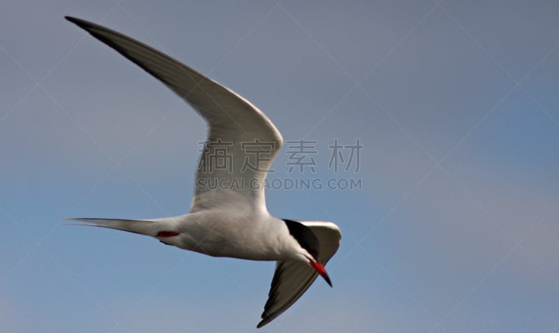 燕鸥,天空,野生动物,水平画幅,蓝色,鸟类,野外动物,成年的,海鸥,海洋