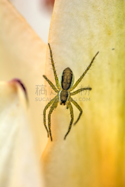 蜘蛛,蟹蛛,秋麒麟草属,蜘蛛恐惧症,捕获的,垂直画幅,花,埋伏,咬