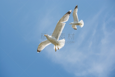 天空,两只动物,硫磺色冠凤头鹦鹉,鹤嘴鸟,琵鹭,美冠鹦鹉,鹦鹉,海鸥,自然,水平画幅